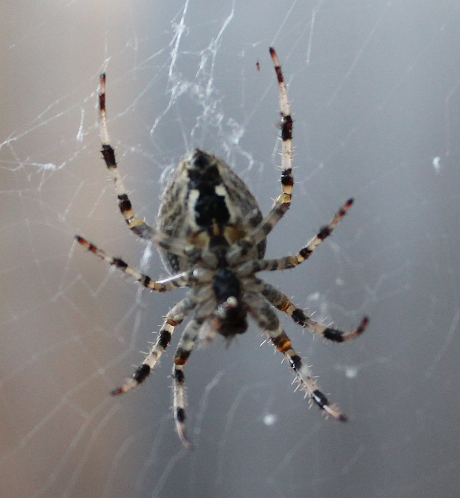 Orb Weaver 1