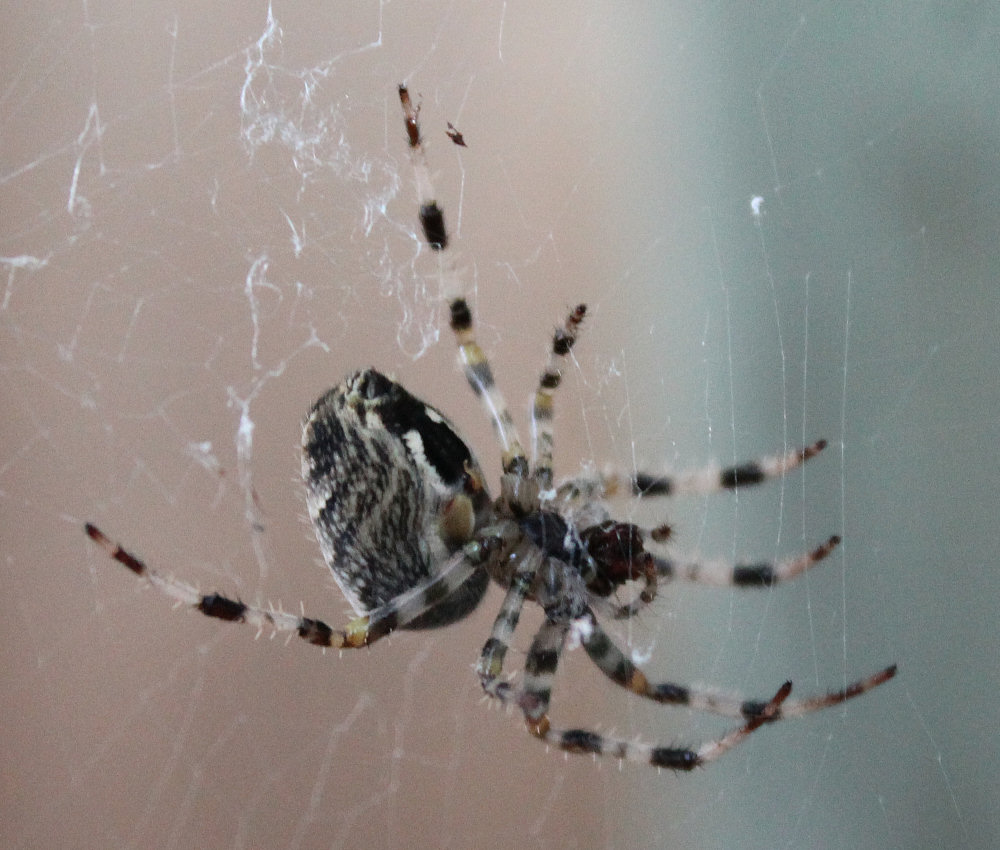 Orb Weaver 2