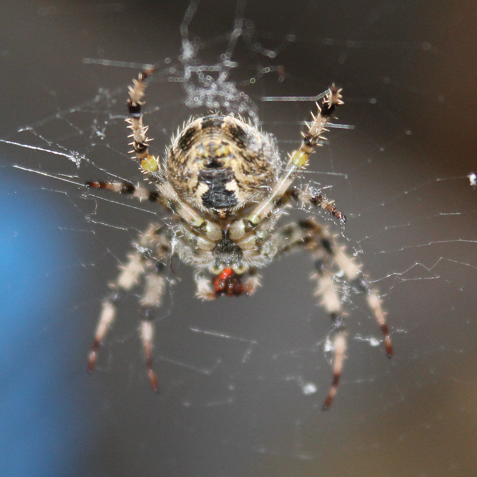 Orb Weaver 3