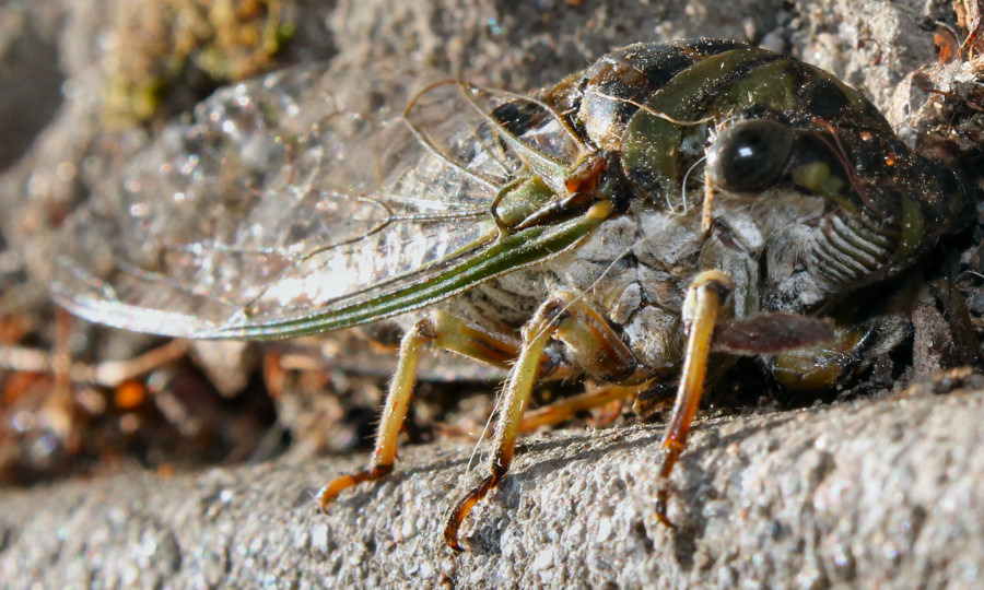 Cicada